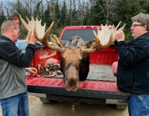 Marvin The Moose In Back Of Truck