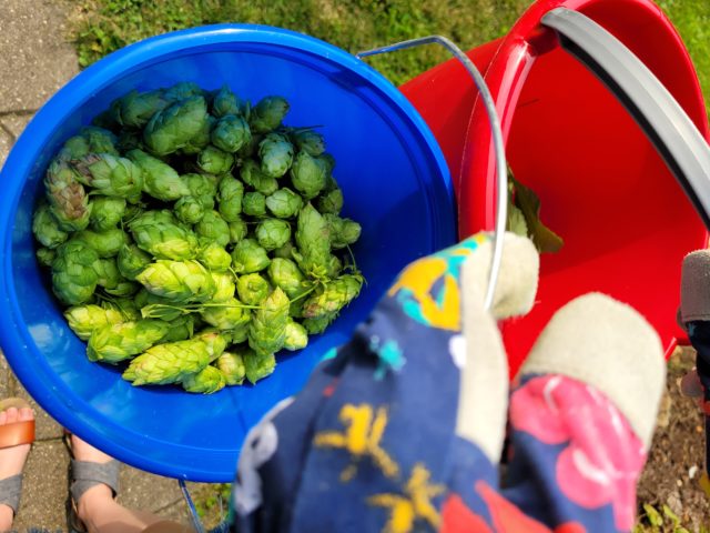 Freshly Picked Hops